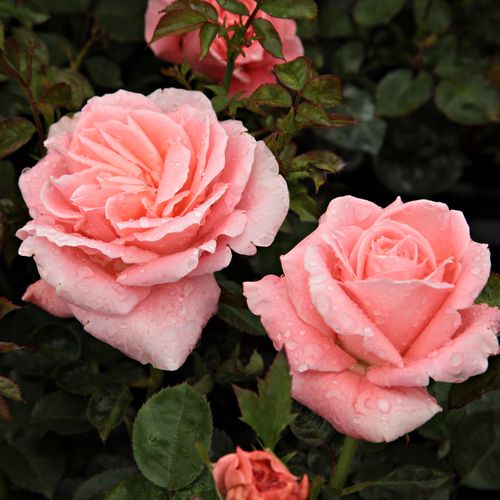 Gärtnerei - Rosa Sonia Meilland® - rosa - teehybriden-edelrosen - stark duftend - Marie-Louise (Louisette) Meilland - Grellfarbig, trägt viele Blüten.